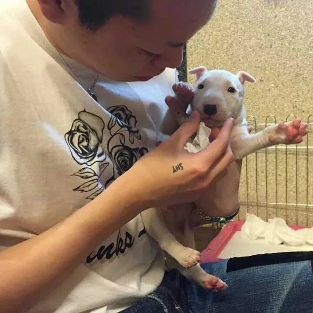景涛可旭